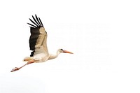 Elegant stork flying in sky