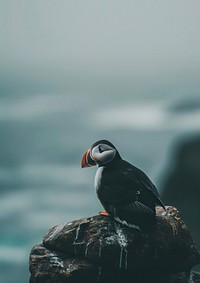 Puffin perched on rocky cliff