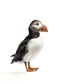 Colorful puffin on white background
