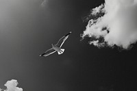 Soaring seagull against cloudy sky