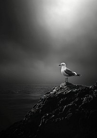 Seagull on rocky shore, monochrome