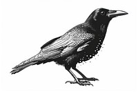 Detailed black crow illustration