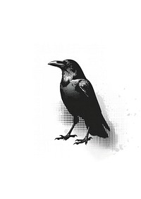 Detailed black raven illustration