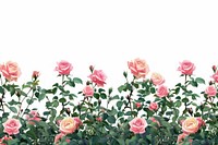 Beautiful pink rose garden illustration