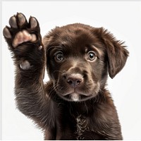 Adorable puppy raising paw