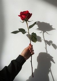 Elegant red rose in hand