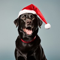 Festive dog wearing Santa hat