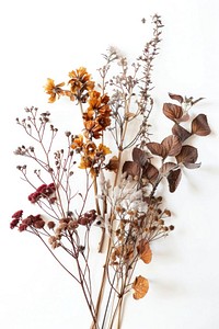 Dried botanical arrangement illustration