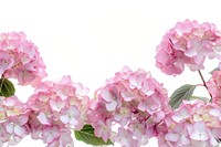 Pink hydrangeas on white background