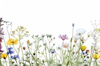 Colorful wildflowers on white background