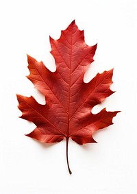 Vibrant autumn red maple leaf