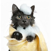 Wet cat wrapped in towel