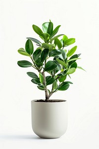 Elegant indoor potted plant