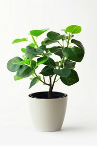 Elegant potted green indoor plant