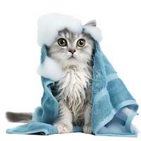 Adorable wet kitten with towel