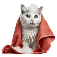 Adorable cat with red towel