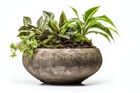 Lush indoor potted plant arrangement