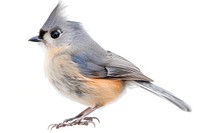 Colorful bird on white background