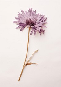 Delicate purple flower on stem