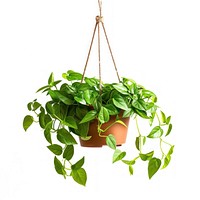 Lush hanging indoor plant decor