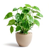 Lush green potted houseplant