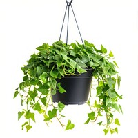 Lush hanging indoor ivy plant