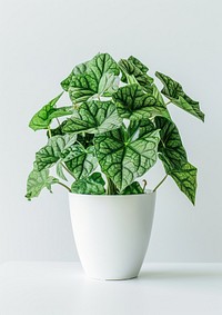 Vibrant potted green houseplant decor