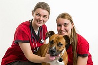 Veterinary care with happy dog