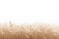 Serene wheat field landscape photo