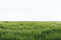 Lush green grass field landscape