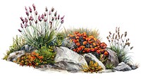 Vibrant desert botanical illustration