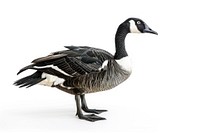 Elegant Canada goose isolated.