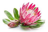 Vibrant protea flower with leaves