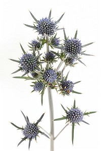 Thistle flower with spiky petals