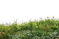 Lush wildflower meadow scene