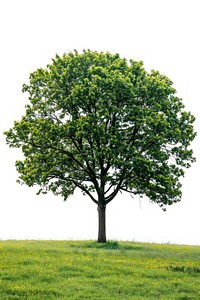 Lush tree on grassy field