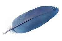 Elegant blue feather isolated white