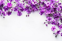 Purple flowers on white background