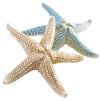 Colorful starfish marine decor