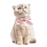 Adorable cat with pink bow