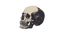 Detailed skull illustration art