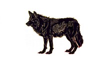 Tattooed wolf illustration with details