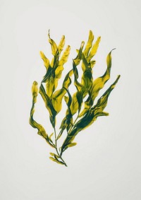 A seaweed painting blossom flower.