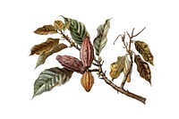 Vintage botanical cocoa illustration