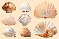 sea shell element set