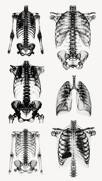 human body x ray design element set