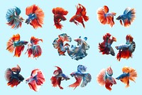 colorful betta fish design element set