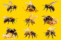 Honey bee design element set