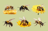 Honey bee design element set