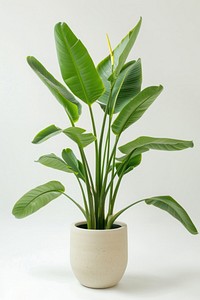 Elegant indoor tropical plant decor